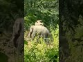 ଚକୁଳିଆ ନାଳରେ ହାତୀ 🐘 #elephant #animals #wildlife #viralvideo #shortsvideo#ହାତୀ #elephantcartoon