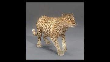 Leopard 3D model | Animals Mammal 3D model | max, 3ds, obj, c4d, lwo