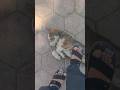 Cutest Dog Moment Ever 🥺🐶!! #shorts #shortvideo