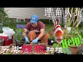 【渔耕笔记】辣椒种植 | 家庭菜地 后院菜园如何种辣椒青椒 埋鱼增肥