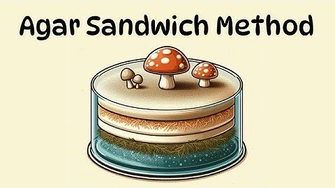 The Agar Sandwich Method | Eliminating Bacterial Contamination from a Mushroom Culture