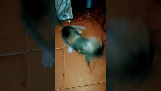 Finally Kittu caught hold of the mouse for the first time#youtubeshorts#likesharesubscribe