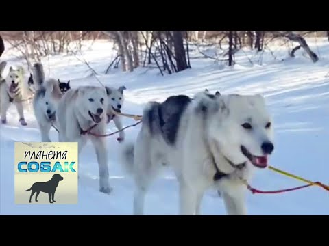 Гонка на собачьих упряжках "Берингия". Часть 1. Планета собак 