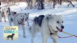 Гонка на собачьих упряжках "Берингия". Часть 1. Планета собак 🌏 Моя Планета