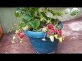 Download Saksıda Çilek Nasıl Yetiştirilir? How to Grow Strawberry Plants in Pots Saksıda Çilek Nasıl Yetiştirilir? How to Grow Strawberry Plants in Pots