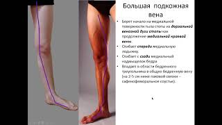 Клиническая анатомия вен нижних конечностей. 1 часть