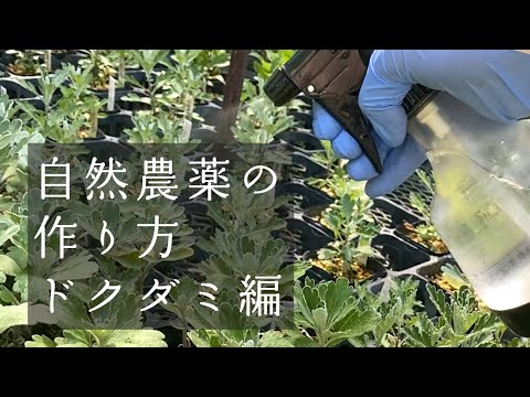 【DIY】自然農薬の作り方〜ドクダミ編〜