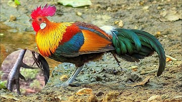 Gà Rừng và mối nguy tiềm ẩn khi kiếm ăn cạnh bìa rừng