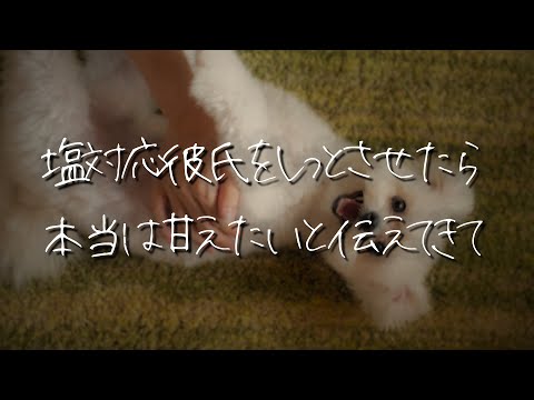 【女性向け】塩対応ツンデレ彼氏を嫉妬させたら好きが爆発して甘えた犬系彼氏になった【シチュエーションボイス/睡眠導入/ロールプレイ/甘々/甘える/溺愛】 #asmr