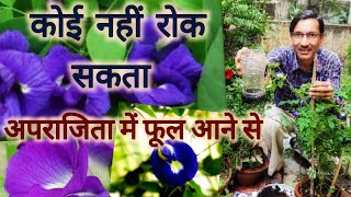अब आपके अपराजिता में फूल आने से कोई नहीं रोक सकता / Abundant Flowering in Aparajita or Blue pea