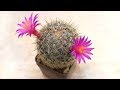 Cómo hacer florecer un cactus