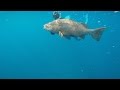 Spearfishing Central American Cubera Snapper