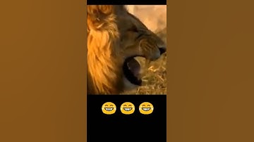 Cách thêm gạch dưới vào from trong excel cực xịn