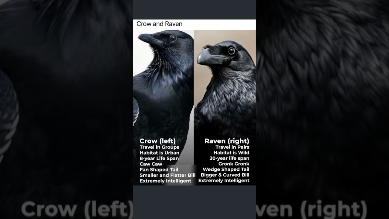 Crow VS Raven. Different Types Of Crows In The World 🌎. 
