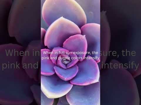 Video: Echeveria 'Perle Von Nurnberg' – Come coltivare una succulenta Perle Von Nurnberg