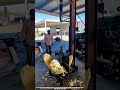 Agave Core Splitting Process Shows Engineering Behind Clean Extraction 🔪 #cleanslice
