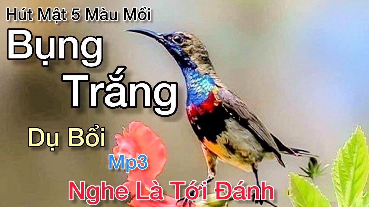 Hút Mật 5 Màu Bụng Trắng Mồi Dụ Bổi Kích Trống Cực Hay, Rất Nhạy Bổi | Bẫy Loa Bẫy Loa Nhanh