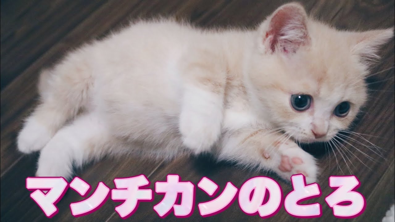 マンチカン子猫のとろちゃんがやってきた Youtube