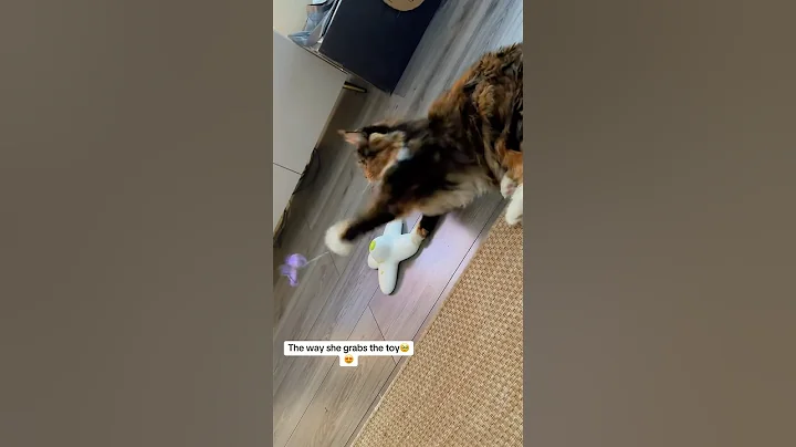 Video 10454891: mainecoon cat kitten pets, mainecoon cat pets cute, mainecoons funny cats pets, mainecoon cat pet animal, maine coon cat playing, happy funny pet cats