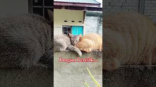 Yang akur yaaa..tidak ada rasa benci di antara kita. hehehe🐱♥️😃 #bapakeharis #sijiteng #refreshdulu