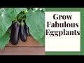 Grow Fabulous Eggplant: Beginners Zone 6 Guidelines