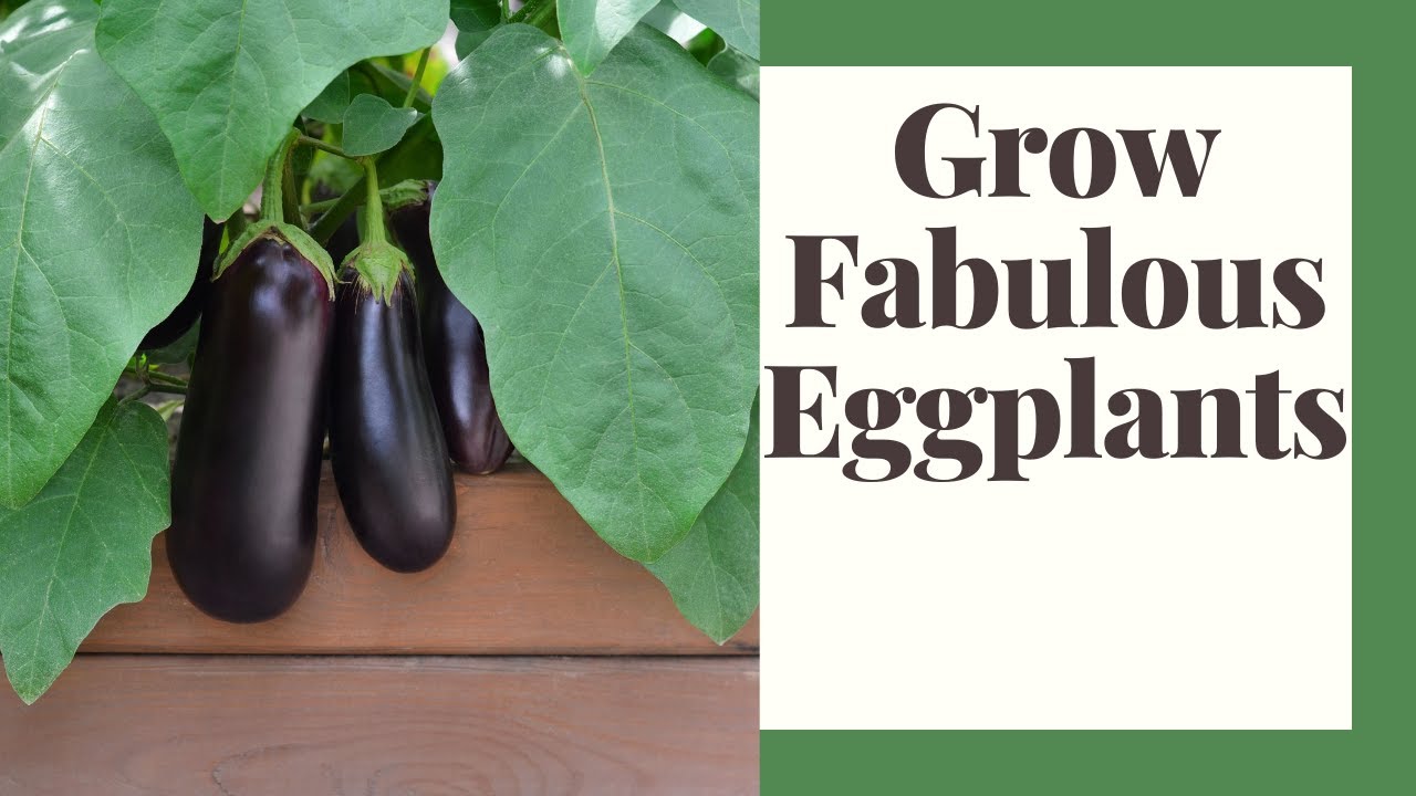 eggplantページ Zee.Dog Superveggiez Eggplant Toy