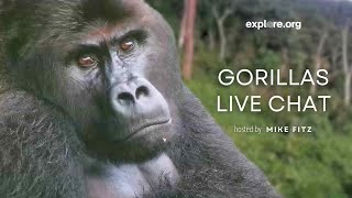 Protecting Endangered Gorillas Among Disease and Unrest | Live Chat