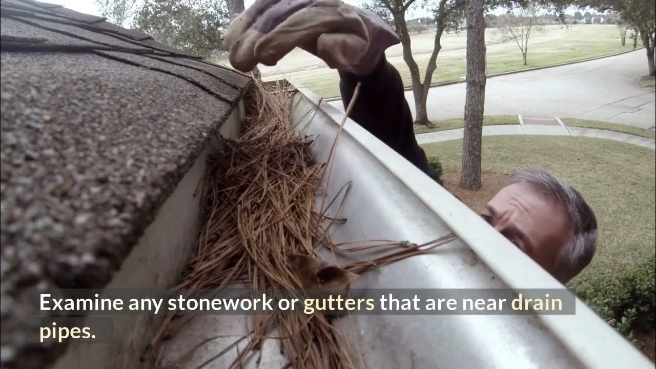 Can rats or mice get in through drains? Rodent Exterminator YouTube