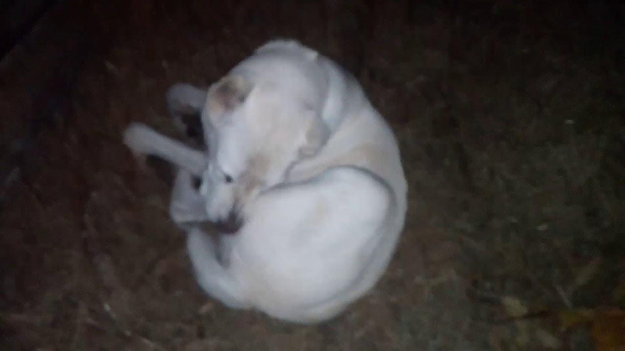 Собака на сене) - YouTube