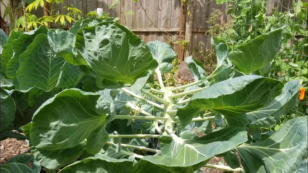 Can You Grow Brussel Sprouts In Central Florida? Part One YouTube