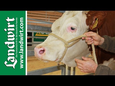 Video: Wie Behandelt Man Eine Kuh