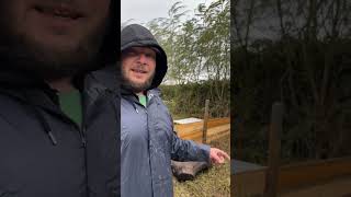 How to build a pig pen #pigs #diy #farm #homestead #farmlife #offgrid #offgridliving #offgridlife
