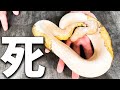 ヘビが死んでしまったらどうする?|ボールパイソン飼育と死亡確認と埋葬