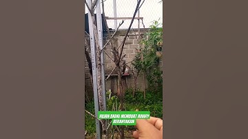 Aviary berantakan setelah hujan badai #aviary #burung #kicaumania #burungcucak