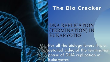 DNA Replication ( Termination) in Eukaryotes