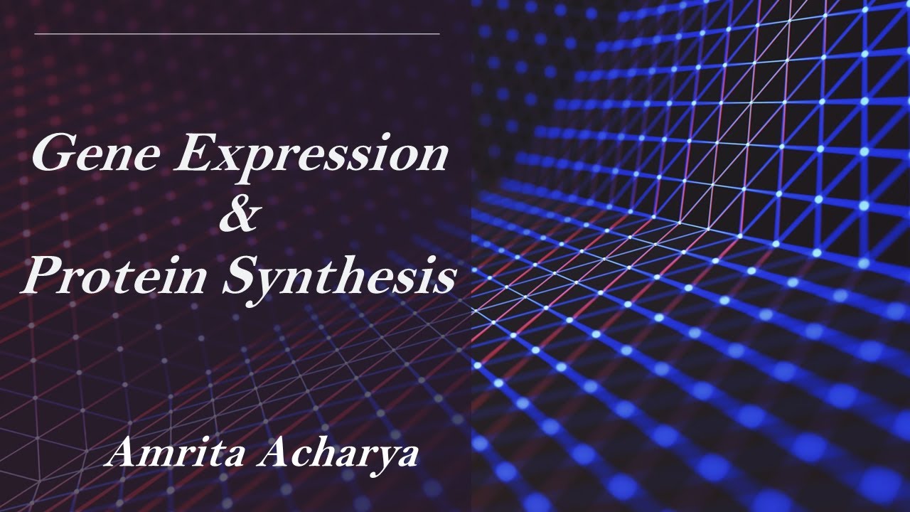 Genetics Tutorial 4 - Gene Expression and Protein Synthesis