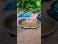 Mini hand pump project water for supply motor drinks.#waterpump #shorts #youtubeshorts