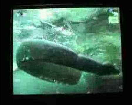 Steve irwin - Last minutes, first pictures