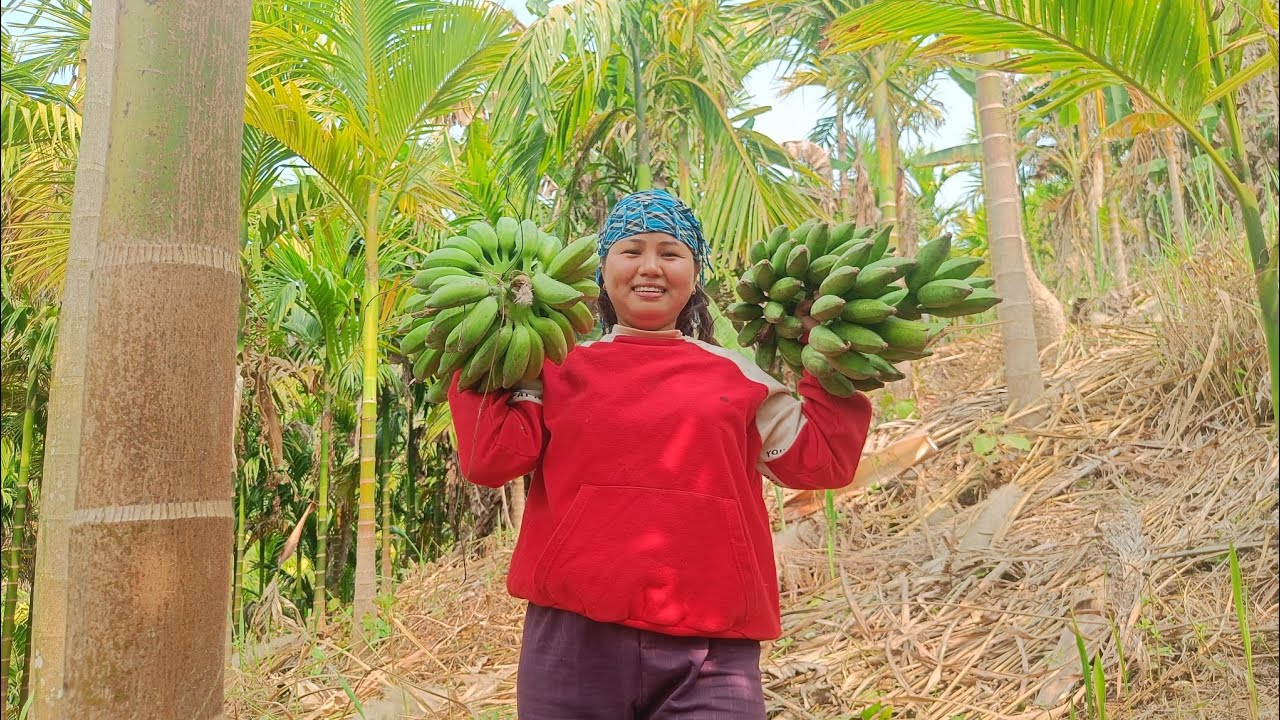 Village Life Vlog | Supari Garden & Banana Harvest | khasrangti vlogs