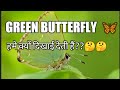 #green#butterfly#🌈 🦋🦋Green Butterfly Meaning in Hindi kya aapko bhi green butterfly dikhai deti hai🦋