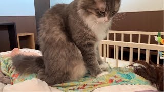 飼い主にマッサージする猫 ノルウェージャンフォレストキャット Cat to massage to owner