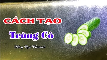 Cách Tạo Trùng Cỏ Đơn Giản - Thức Ăn Dành Cho Cá Betta Bột┃Đồng Quê Channel