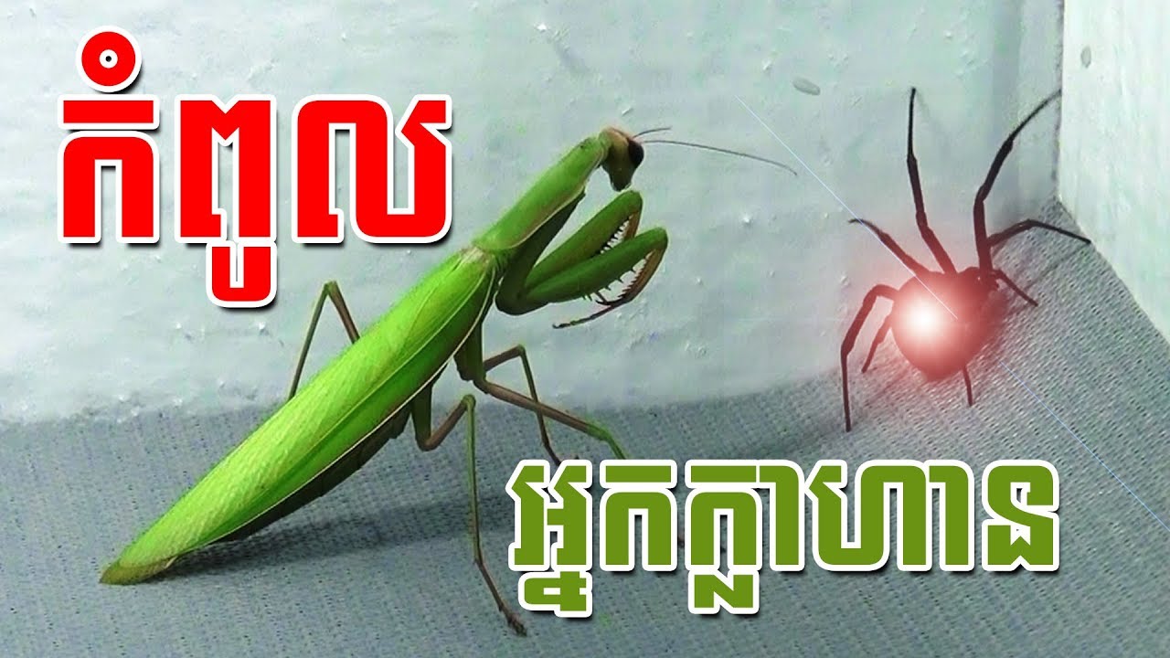 [insect] Funny grasshopper | Global Video KH Full HD