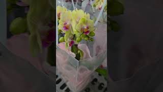 Fresh Flower Orchids for Gifts Ideas #gifts #flowers