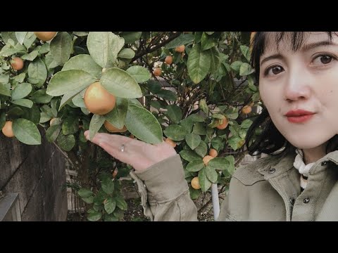 makan kulit jeruk kinkan di jepang