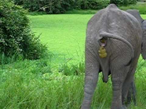 Zambian Elephant  Pooping  YouTube