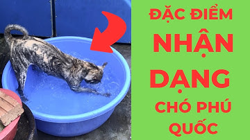 Những đặc điểm nhận dạng của Chó Phú Quốc qua bản tiêu chuẩn của Hiệp Hội NNN chó Giống VN