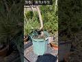 黒松実生5年生。骨格、枝作り。 #bonsai #盆栽
