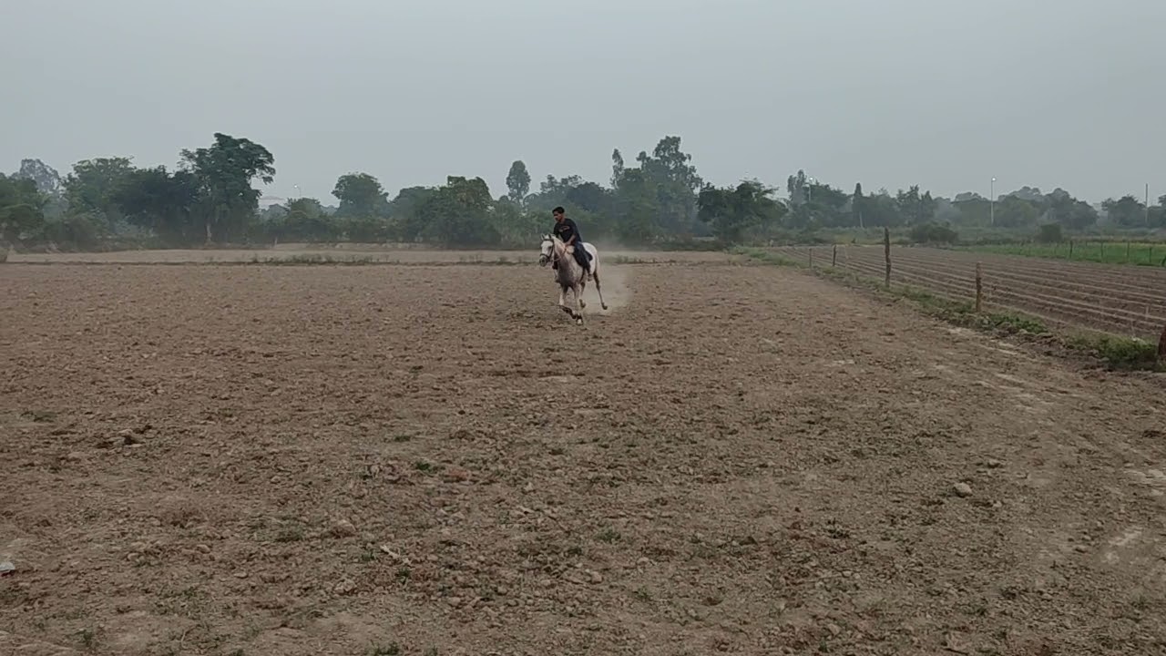 Wali Alam Horse Riding In Lucknow | Lucknow Horse Riding Club