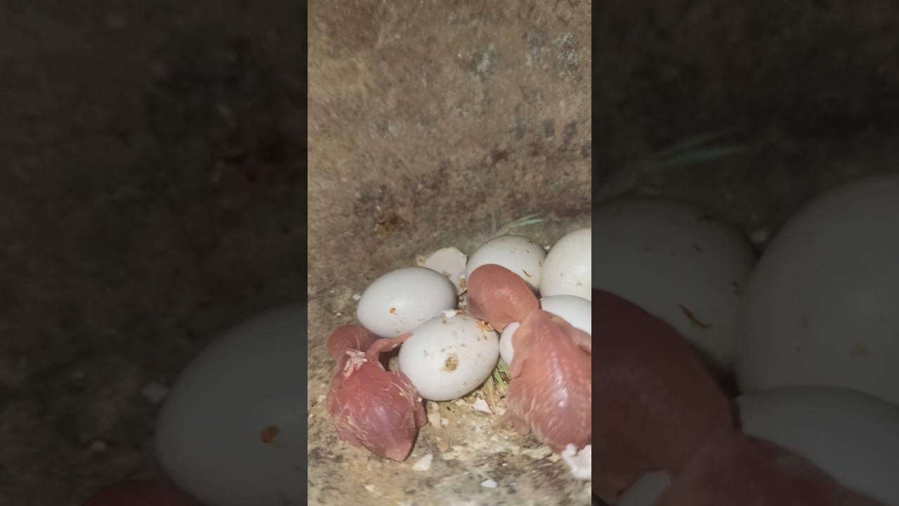 Budgies chick update day-2 